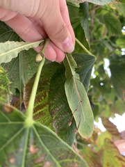 Tilia