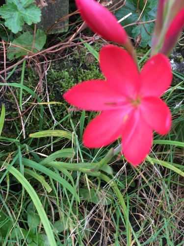 Hesperantha coccinea
