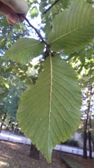 Ulmus glabra