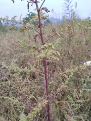 Artemisia annua