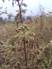 Artemisia annua