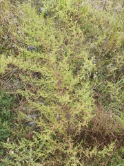 Artemisia annua