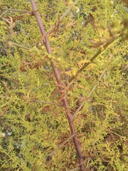Artemisia annua
