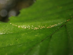 Phyllonorycter tenerella