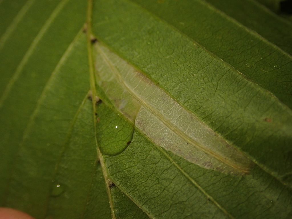 Hornbeam Midget