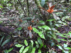 Columnea calotricha