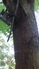 Robinia pseudoacacia