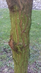 Robinia pseudoacacia