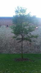 Robinia pseudoacacia