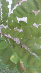 Robinia pseudoacacia