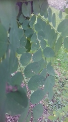 Robinia pseudoacacia