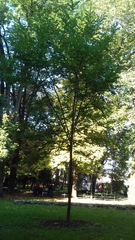 Robinia pseudoacacia