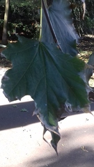 Acer platanoides