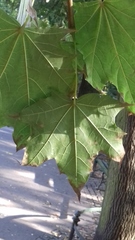 Acer platanoides