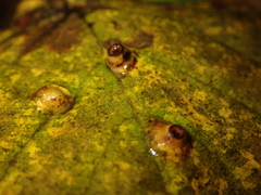 Didymomyia tiliacea