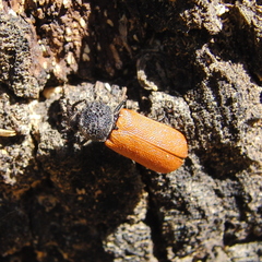 Bostrichus capucinus