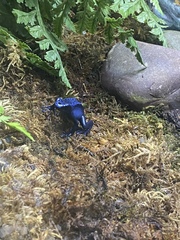 Dendrobates