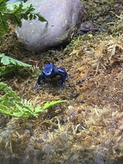 Dendrobates