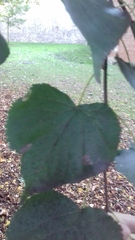 Tilia cordata