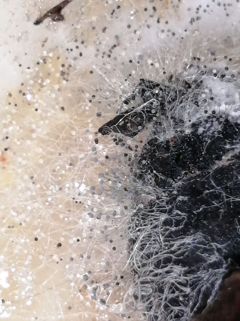 Aspergillus sect. Nidulantes