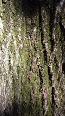 Acer platanoides