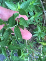 Anisacanthus