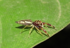 Salticinae