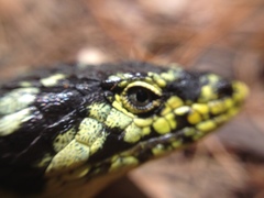 Abronia taeniata