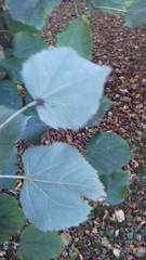 Tilia cordata