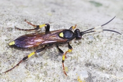 Ichneumon stramentor