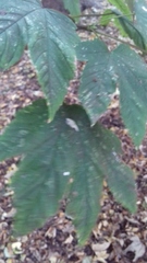 Acer pseudoplatanus