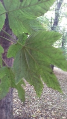 Acer pseudoplatanus