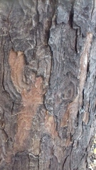 Acer pseudoplatanus