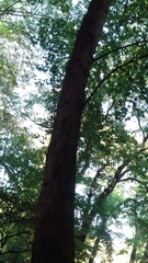 Acer pseudoplatanus
