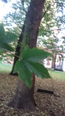 Acer pseudoplatanus