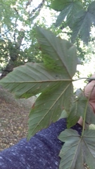 Acer pseudoplatanus