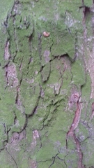 Acer pseudoplatanus