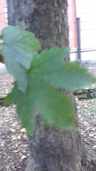 Acer pseudoplatanus
