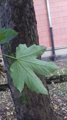 Acer pseudoplatanus
