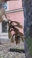Acer pseudoplatanus