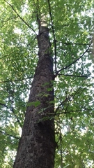 Acer pseudoplatanus