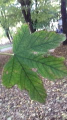 Acer pseudoplatanus