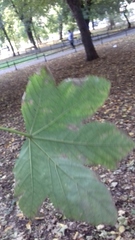 Acer pseudoplatanus