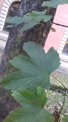 Acer pseudoplatanus