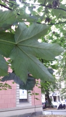 Acer pseudoplatanus