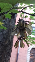 Acer pseudoplatanus
