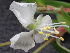 Commelina nivea