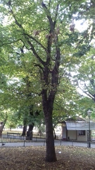 Carpinus betulus