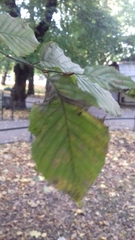 Carpinus betulus