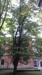Carpinus betulus